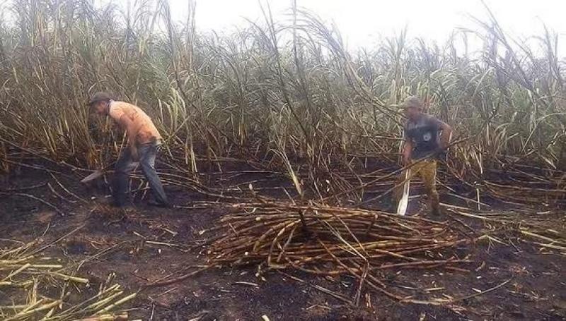 Cañicultores exigen al “Grupo Gloria paguen un precio justo por sus productos