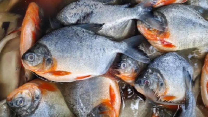 Capacitan a pequeños productores de Megantoni en crianza y reproducción de pez paco