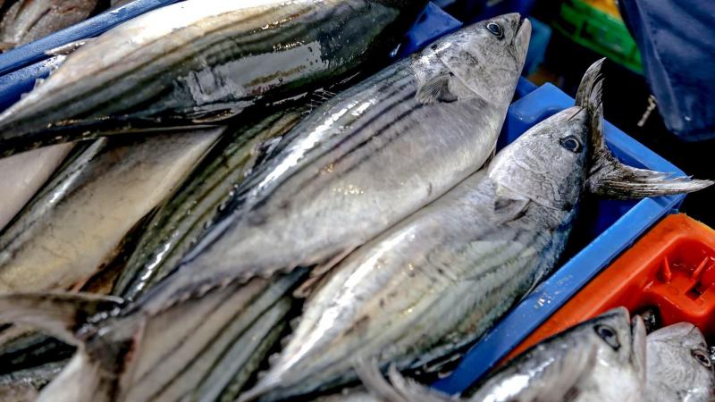 Captura de bonito alcanzó las 71,411.88 toneladas hasta mayo de 2024, mostrando un aumento de 81%