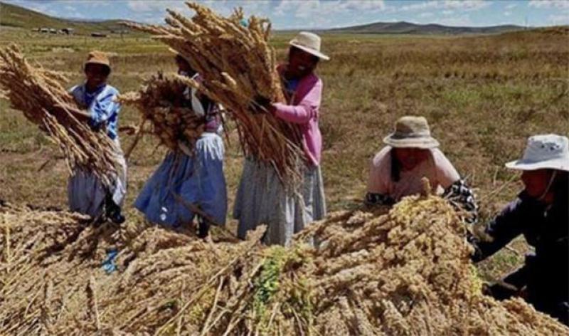 Cerca del 25% del PBI agrícola se encuentra en riesgo por El Niño