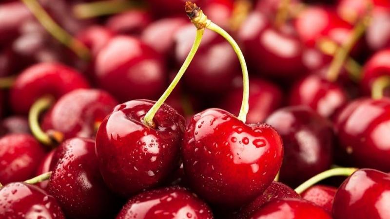 Chile exportó 626.014 toneladas de cerezas frescas en la campaña 2024/2025, mostrando un alza de 51%