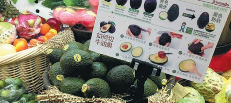 China consigue mejores precios para la palta gracias a un mayor comercio con Latinoamérica