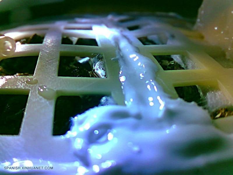 China logra el primer brote de una semilla de algodón en la Luna