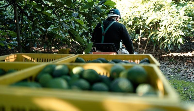 Colombia duplica envíos de palta a Estados Unidos