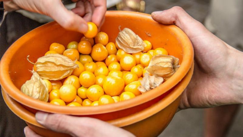 Colombia exportará piña variedad oro miel a Perú