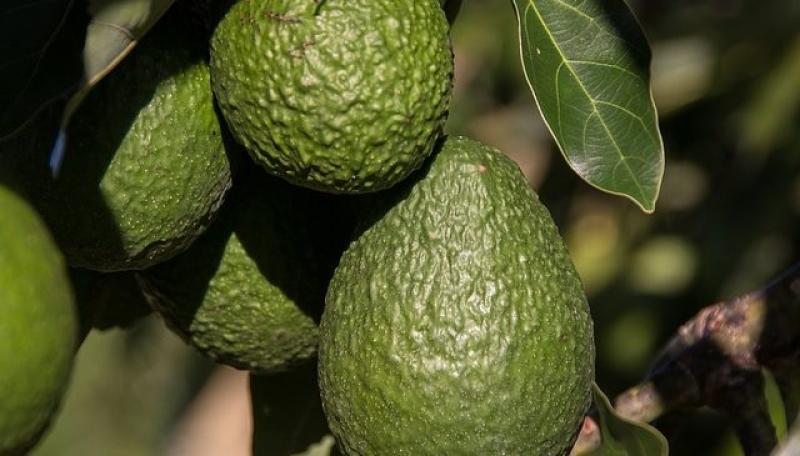 Colombia también participa del Super Bowl con 100 toneladas de palta Hass