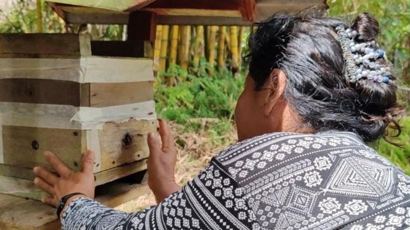 Comunidad nativa produce miel de abeja sin aguijón