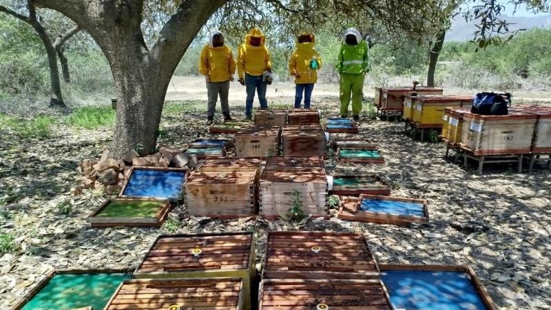 Conapi forma alianza estratégica con BeeHero para empoderar a los apicultores y productores peruanos con polinización de precisión