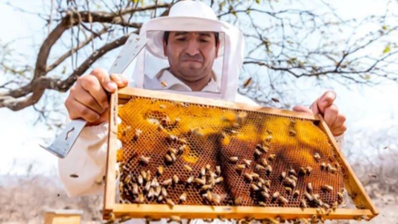 Conapi Perú: más de 50.000 personas se dedican a la apicultura en Perú