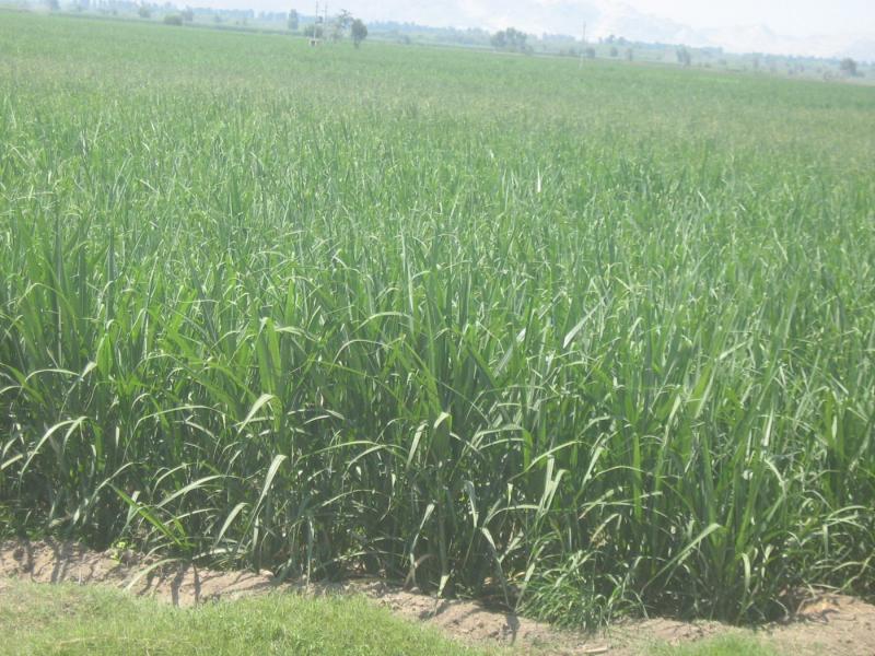 Congreso aprueba proyecto para regular cultivo de caña de azúcar