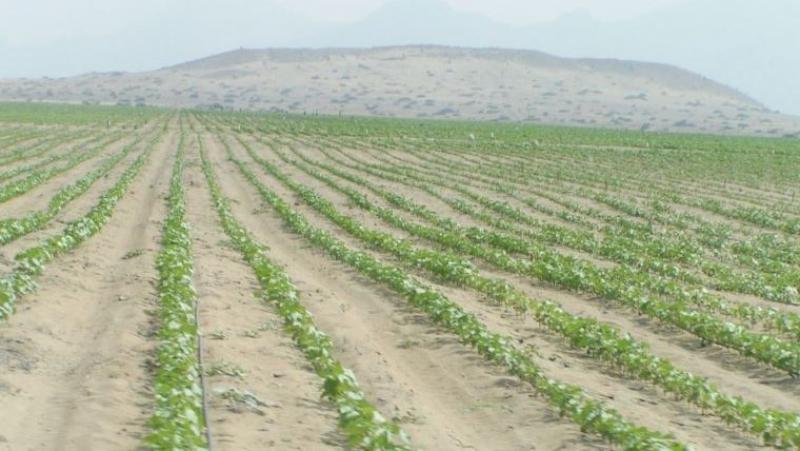 Congreso de la República declara de interés nacional la ampliación de la frontera agrícola en los valles de Ilo, Moquegua y Torata