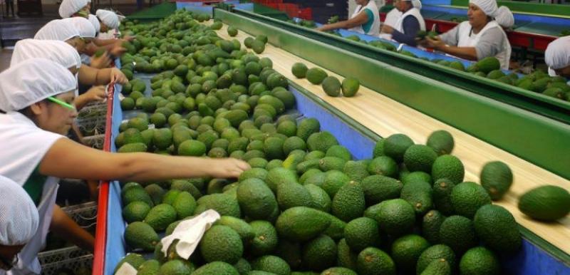 CONSUMO DE PALTA EN LA UNIÓN EUROPEA SE DUPLICÓ EN SEIS AÑOS