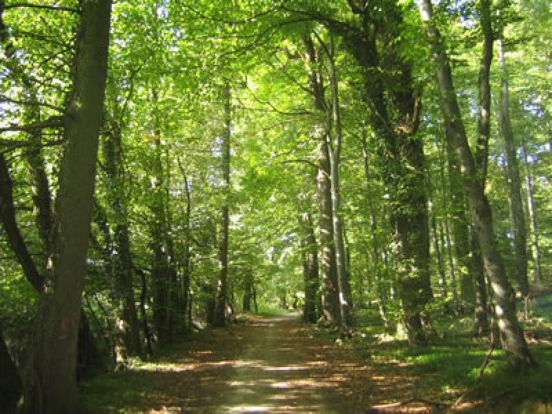 CONVENIO PROMOVERÁ CONSERVACIÓN DE RECURSOS FORESTALES Y FAUNA SILVESTRE