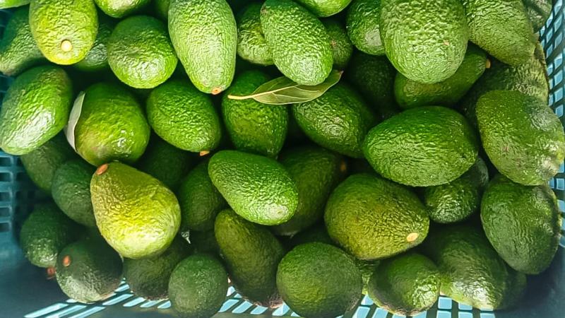 Cooperativa Agrofrutos Orgánico vendió 950 toneladas de palta Hass a Chavín de Huántar