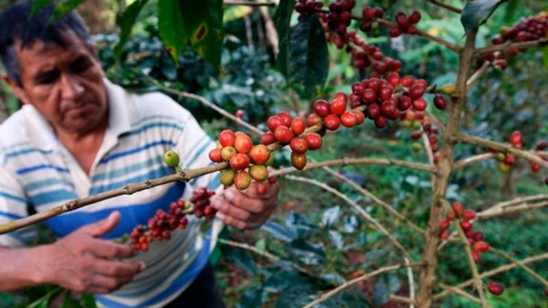 Cooperativas agrarias en alerta: Exigen derogar normas que anulan su rol de representación