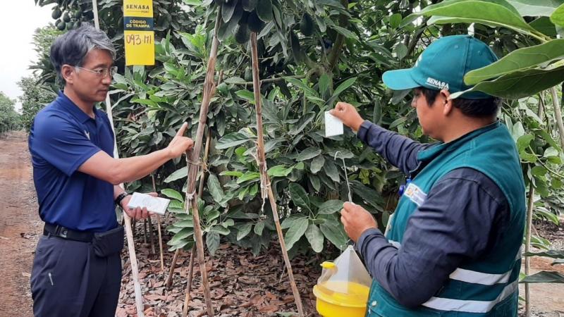 Corea del Sur destaca la calidad del manejo de la palta Hass peruana