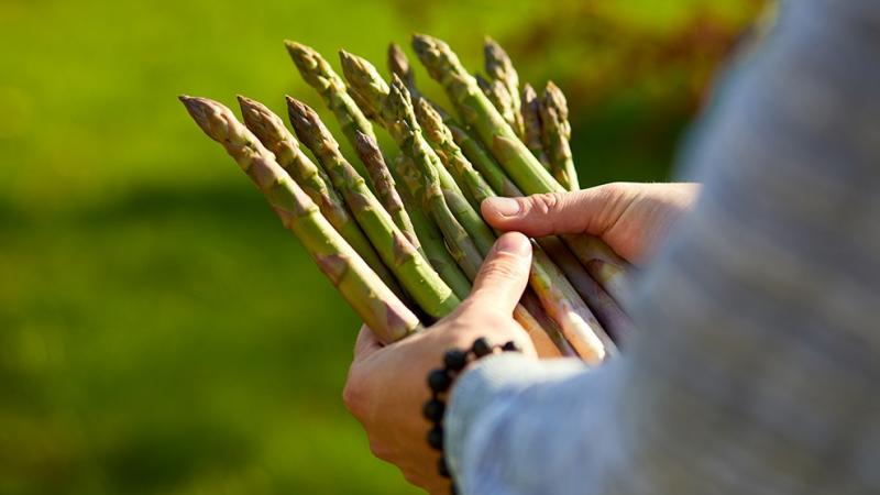 Crecen despachos de espárragos peruanos: ¿quiénes son los principales exportadores e importadores?