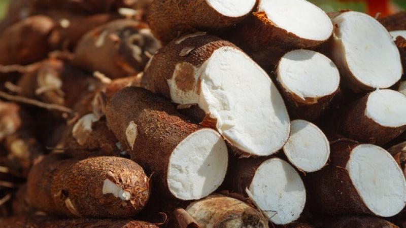 Crecen los despachos al exterior de yuca peruana y se vislumbra potencial para desarrollar una industria