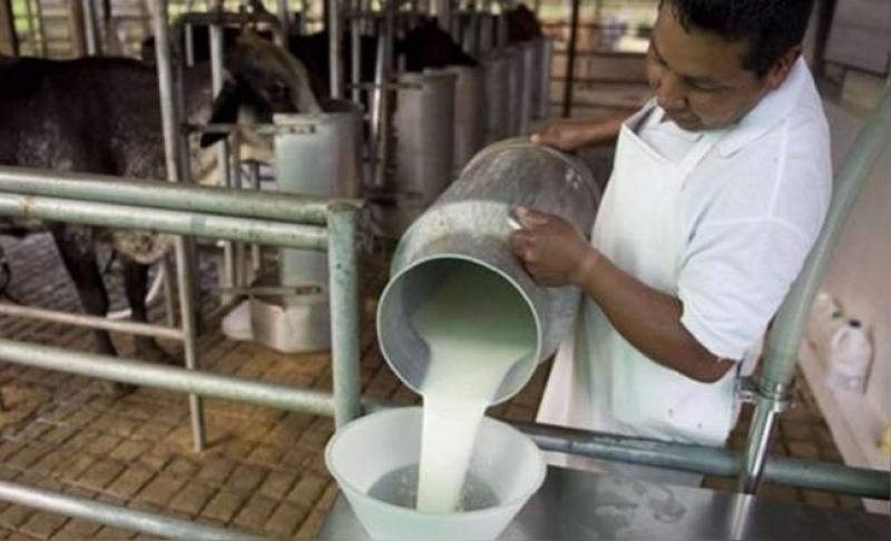 ¿Cuál es la situación de los ganaderos lecheros en el Perú?