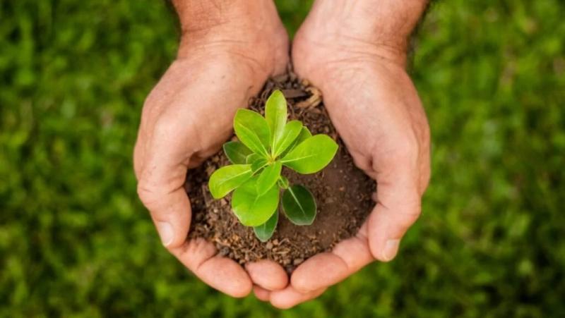 ¿Cuáles son los desafíos regulatorios y tendencias en plaguicidas para un comercio agrícola sostenible?