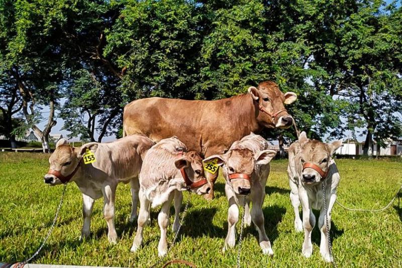 Culminó primer Congreso de Ganadería “Biotecnología Reproductiva y Mejoramiento Genético de Ganado Vacuno”