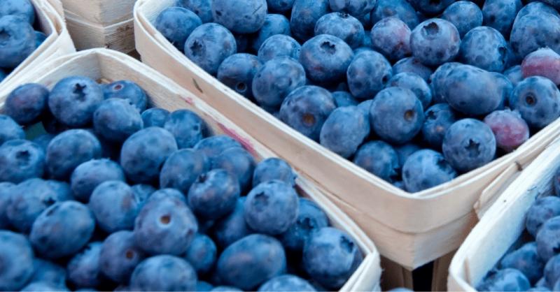 Cultivo de arándanos en Colombia crecería 669% para el año 2026 y apunta al mercado global