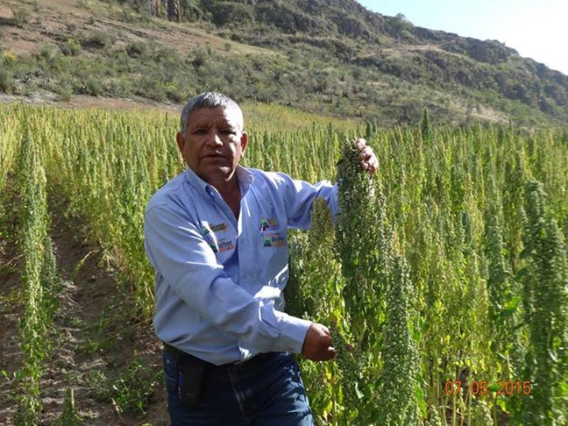 CULTIVO DE LA QUINUA: INCLUSION SOCIAL O BENEFICIO PARA FUNCIONARIOS