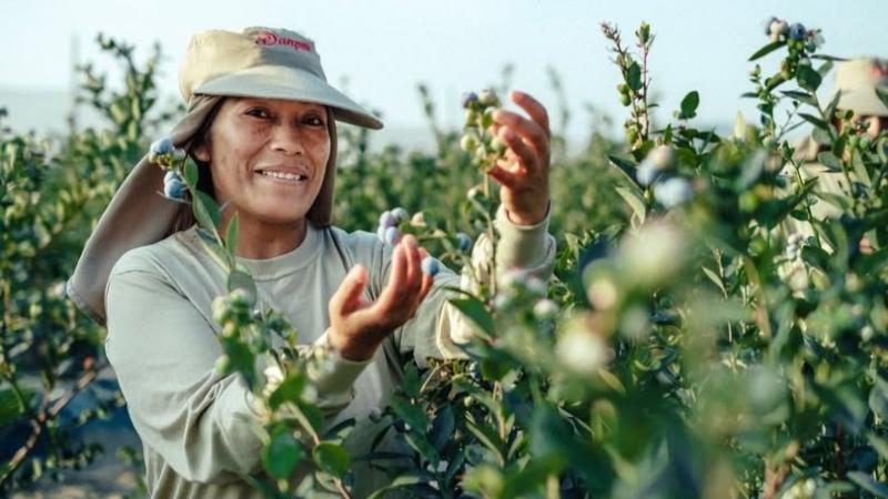 Danper proyecta producir entre 15 y 17 millones de kilos de arándanos en la campaña 2025/2026