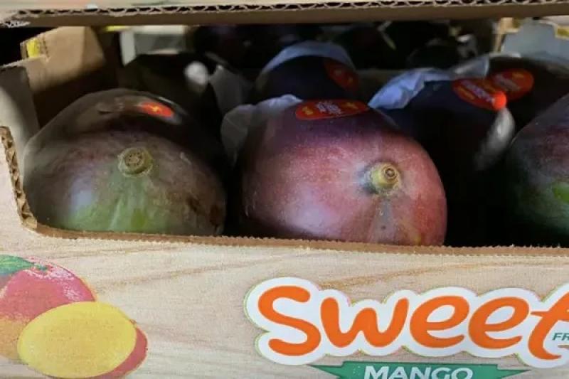 "Debido a la escasez de mangos peruanos, este año pudimos posicionar bien al Palmer de Brasil en el mercado"