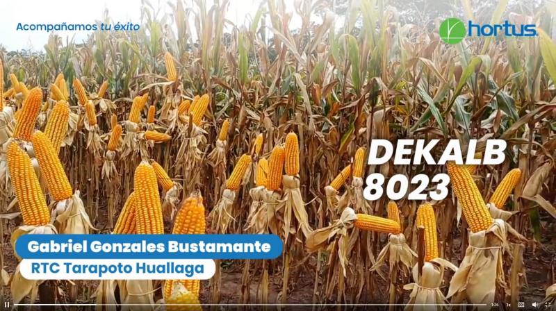 Dekalb 8023: el híbrido que rinde bajo condiciones de calor