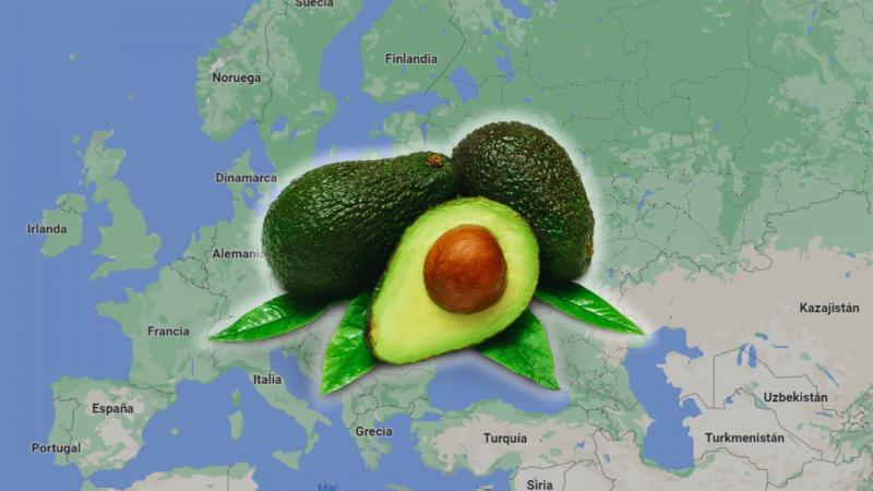 Demanda mundial de palta seguirá aumentando hasta el 2033, por lo que se abrirán más oportunidades de negocio en los países productores