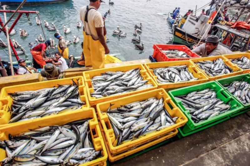 Desembarques de recursos biológicos ascendieron a 203.6 millones de toneladas en marzo de 2023