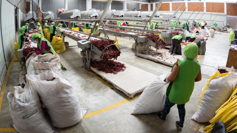 Despachos al exterior del sector agro llegaron a 102 países en enero de 2025