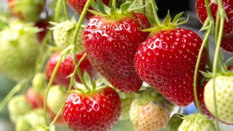 Despachos peruanos de fresas llegaron a US$ 10.6 millones en el primer semestre de 2025