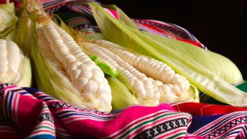 Despachos peruanos de maíz blanco del Cusco llegan a US$ 5.4 millones hasta mayo