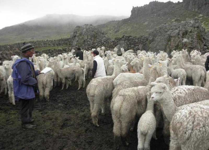 DESTINAN S/. 18 MILLONES PARA AFRONTAR HELADAS EN LAS REGIONES ALTOANDINAS