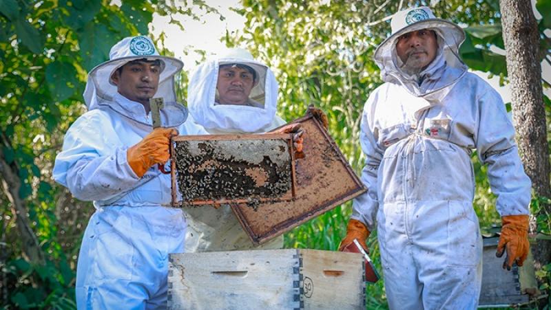 Devida distribuye 1.330 núcleos de abejas en Junín