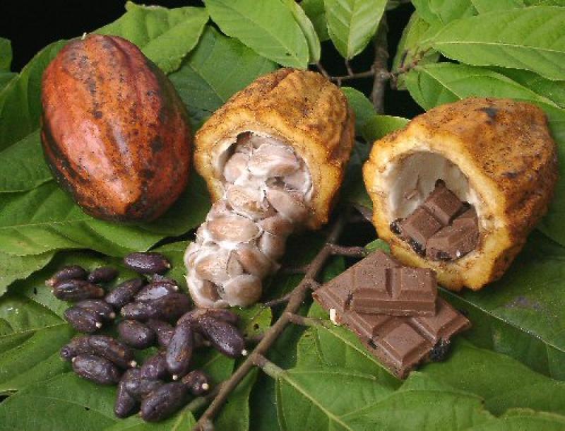 DÍA DEL CACAO CONGREGARÁ A 50 ASOCIACIONES DE PRODUCTORES EN LIMA