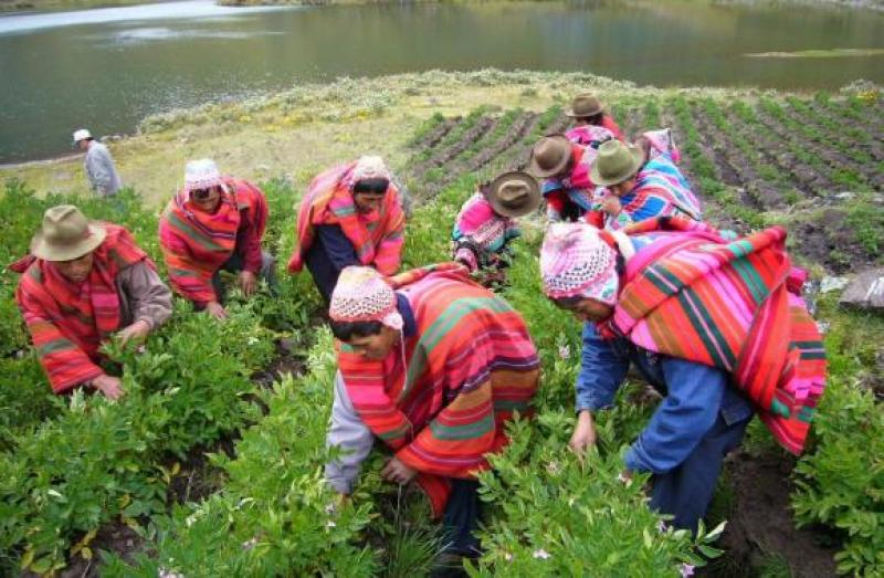 DISCUTIRÁN ESTRATEGIAS DE DESARROLLO DEL SECTOR