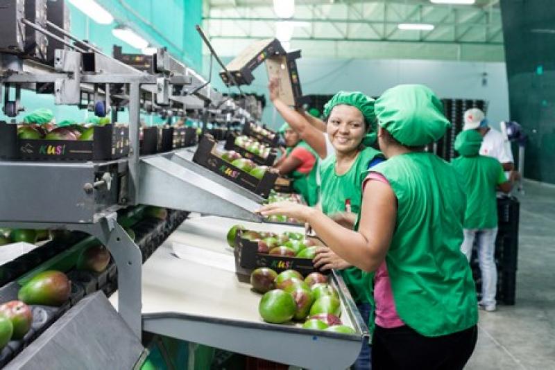 Dominus inicia envíos de mangos a Corea del Sur y China