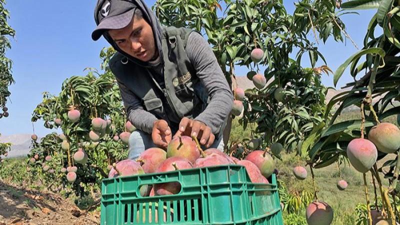 Ecoandino se reúne con cooperativas de mango: necesita 2000 toneladas