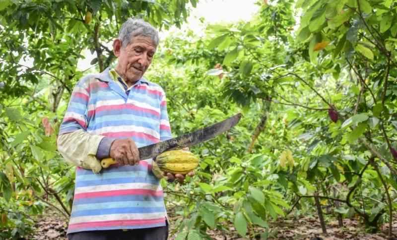 Ecuador cerca de convertirse en el segundo productor mundial de cacao este año