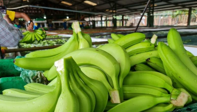 Ecuador fija en US$ 7.50 el precio mínimo de la caja de banano para 2026
