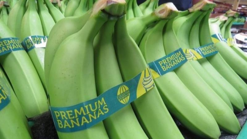 Ecuador: "Imposibilidad de cumplir contratos debido a la escasez de banano"