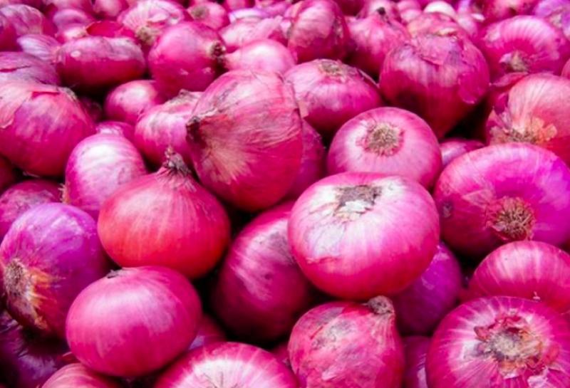 EE.UU., España y Colombia fueron los principales mercados de la cebolla peruana en 2023