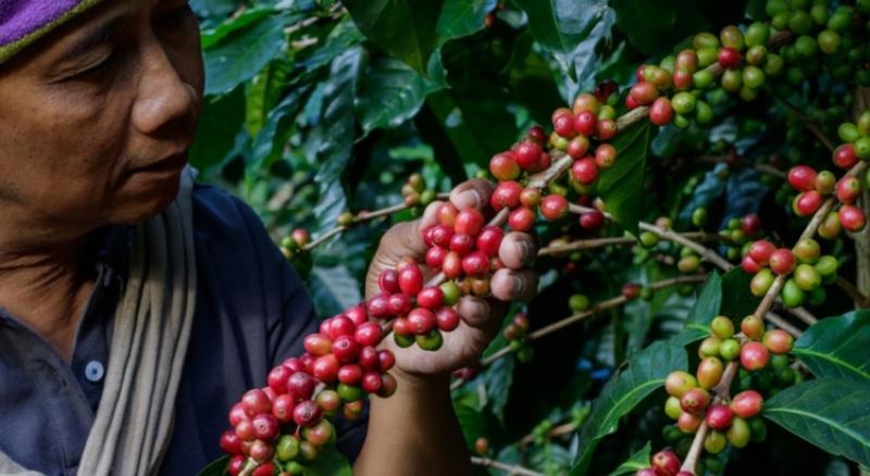 El 30% de la producción de café de Perú se destina a mercados de especialidad