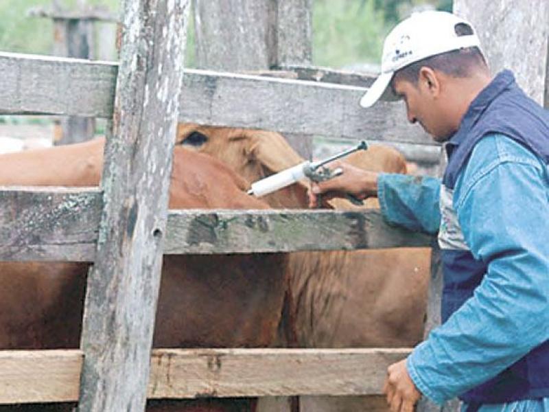 EL 74.5% DE PRODUCTORES REALIZÓ AL MENOS UNA PRÁCTICA PECUARIA EN 2012 