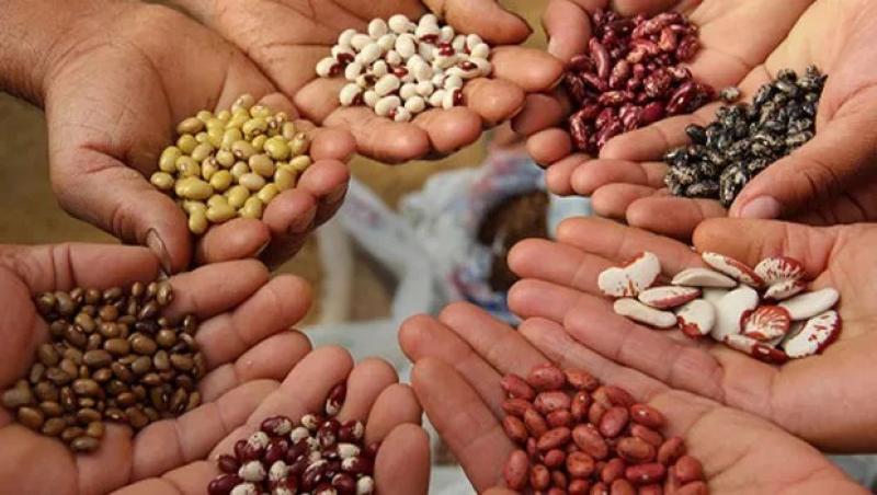 El 87.4% de cultivos en el Perú usan semillas no certificadas