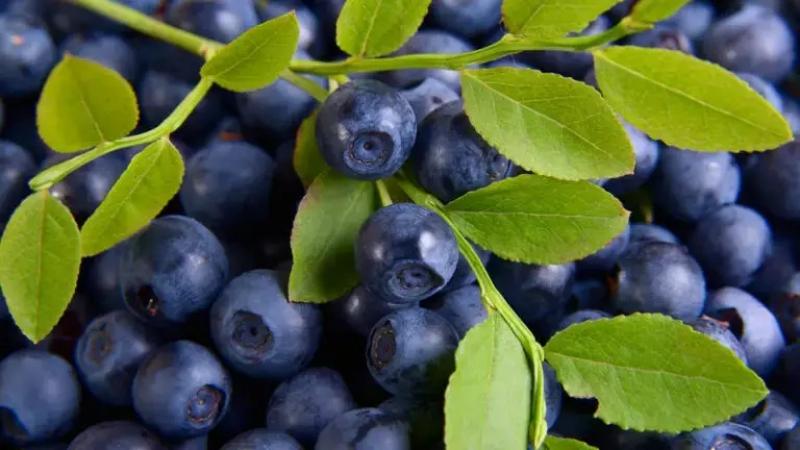 El 89% del arándano importado por China en 2024 provino de Perú