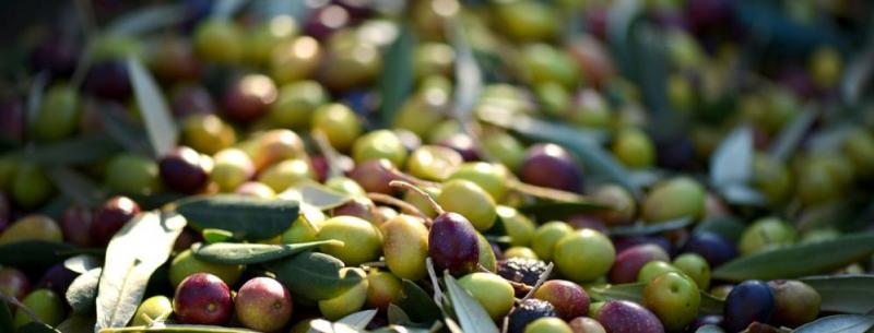 El 90% de la cosecha de aceituna está en riesgo de perderse en valle de Ilo